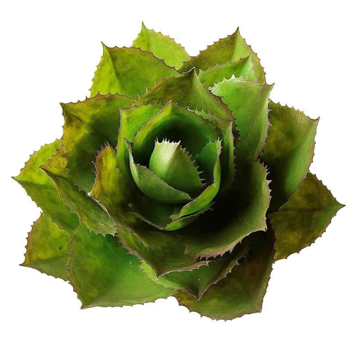 Agave Parryi Artificial Sin Maceta, 38 Cm Ø