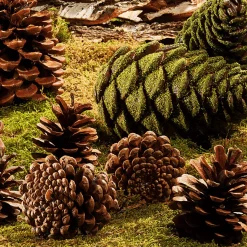 Artículos Para Dispersar Piñas De Pino, 10 Piezas