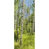 Bandera De Tela Ignífuga "Bosque De Abedules En Primavera" 75 X 180 Cm