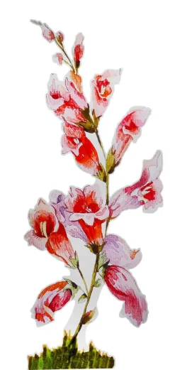 Colgante De Exposición "Dedalera" Anchura 156 Cm