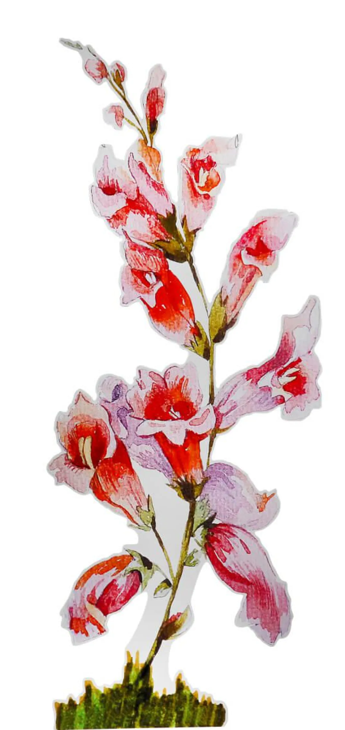 Colgante De Exposición "Dedalera" Anchura 156 Cm