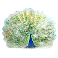Colgante De Exposición "Pavo Real" Anchura 62 Cm