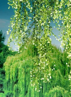Colgante De Plantas Artificiales Senecio, 90 Cm