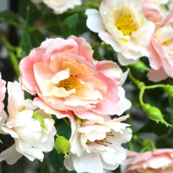 El árbol De Rosas Artificial Blanco/rosado, 210 Cm