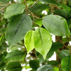 Ficus Artificial Con Pie 245 Cm