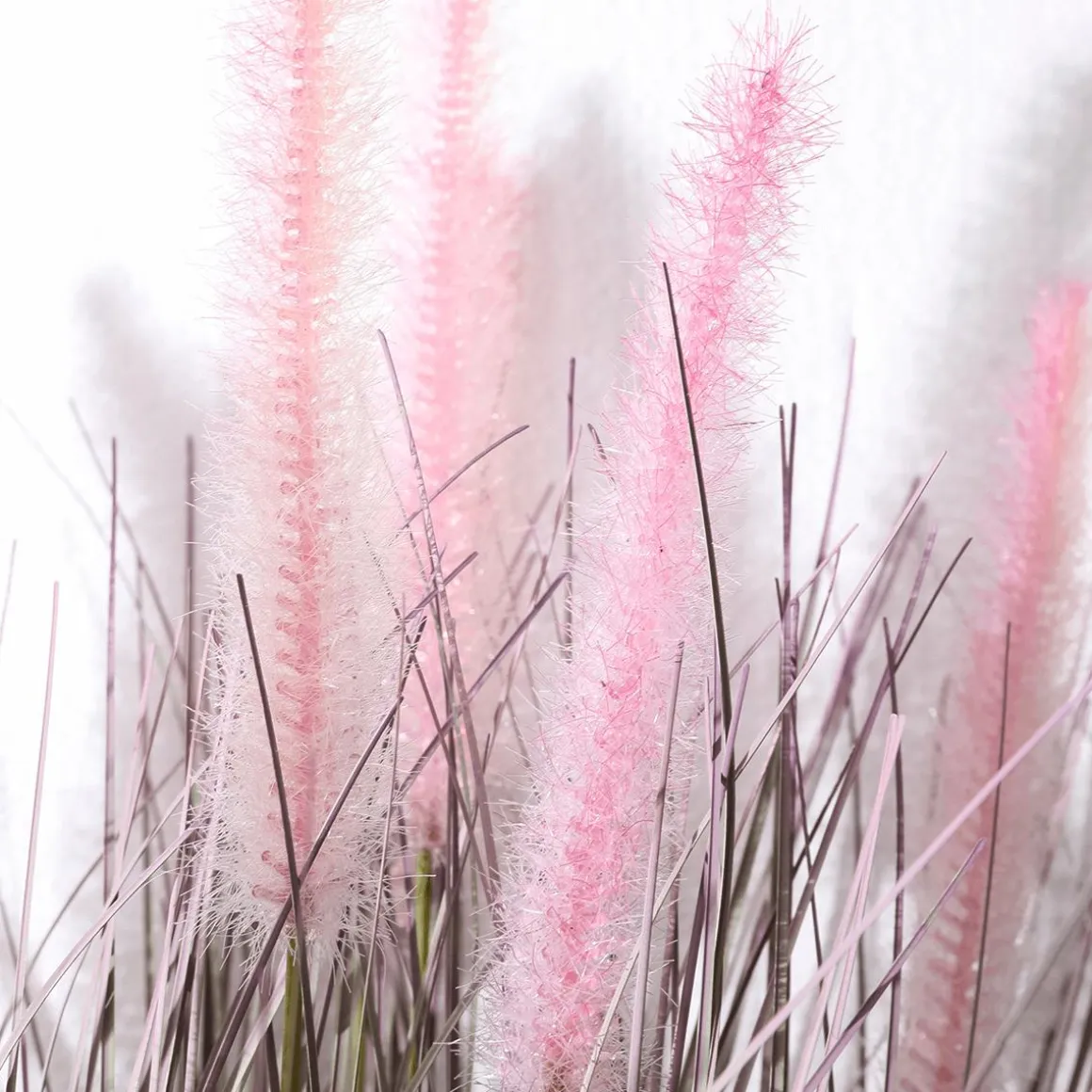 Fina Hierba Decorativa De Cerdas De Pluma En Rosa Plateado En Una Noble Maceta De Zinc 57 Cm