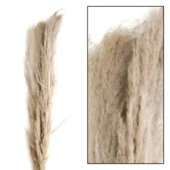 Hierba De La Pampa Seca De Verdad Paquete De Tres 150 Cm