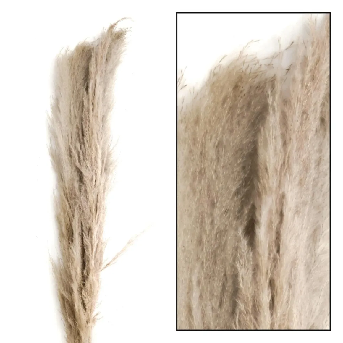 Hierba De La Pampa Seca De Verdad Paquete De Tres 150 Cm