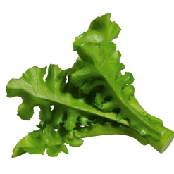 Imitación De Ensalada De Rúgula, Ø 16 Cm, 2 Piezas