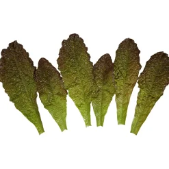 Imitación De Hojas De Lechuga Romana Verde - Rojo, 6 Piezas