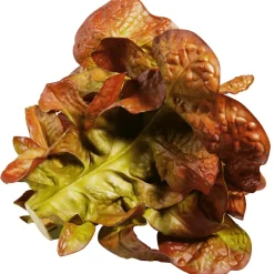 Imitación De Lechuga De Hoja De Roble, Ø 23 Cm