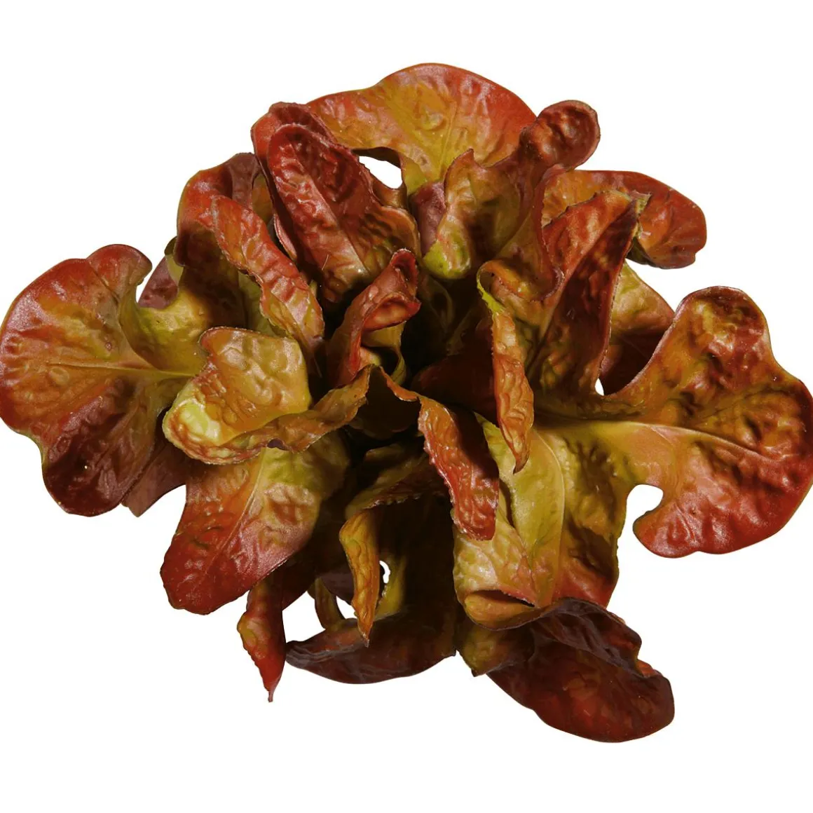 Imitación De Lechuga De Hoja De Roble, Ø 23 Cm
