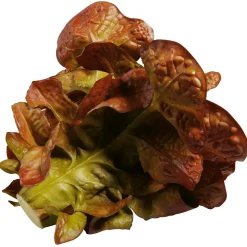Imitación De Lechuga De Hoja De Roble, Ø 23 Cm