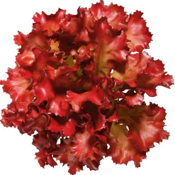 Imitación De Lechuga Lollo Rosso, Ø 16 Cm