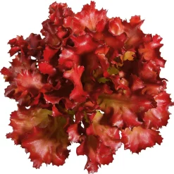Imitación De Lechuga Lollo Rosso, Ø 16 Cm