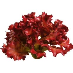 Imitación De Lechuga Lollo Rosso, Ø 16 Cm