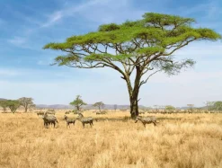 Lona XXL "African Savannah" Lona Ignífuga Para Camiones De Gran Formato 250 X 330 Cm