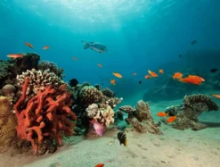 Lona XXL Arrecife De Coral Con Peces Exóticos 2,5 X 3,3 M