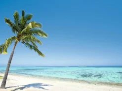 Lona XXL "Tropical Palm Beach" De Lona De Camión Ignífuga 250 X 330 Cm