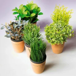 Menta Decorativa En Tiesto De Barro 20 Cm