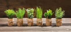 Mini Hierbas En Maceta 6 Piezas 15 Cm