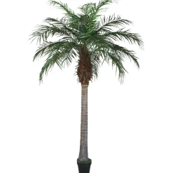 Palma Phoenix 180 Cm