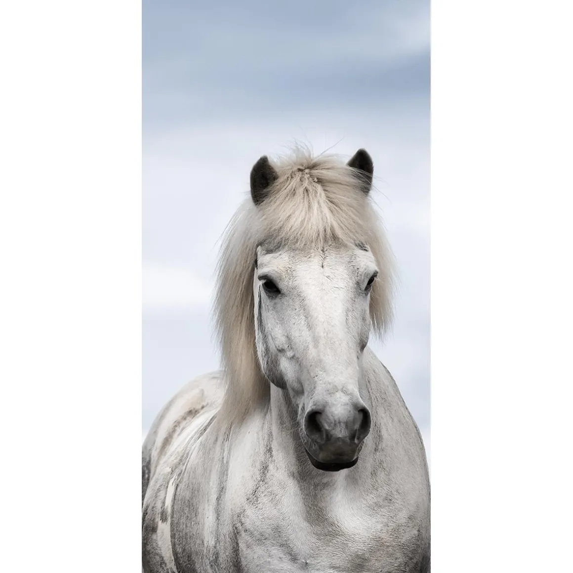 Pancarta De Tela Ignífuga "caballo Blanco Islandés" De Tela De Bandera 100 X 200 Cm