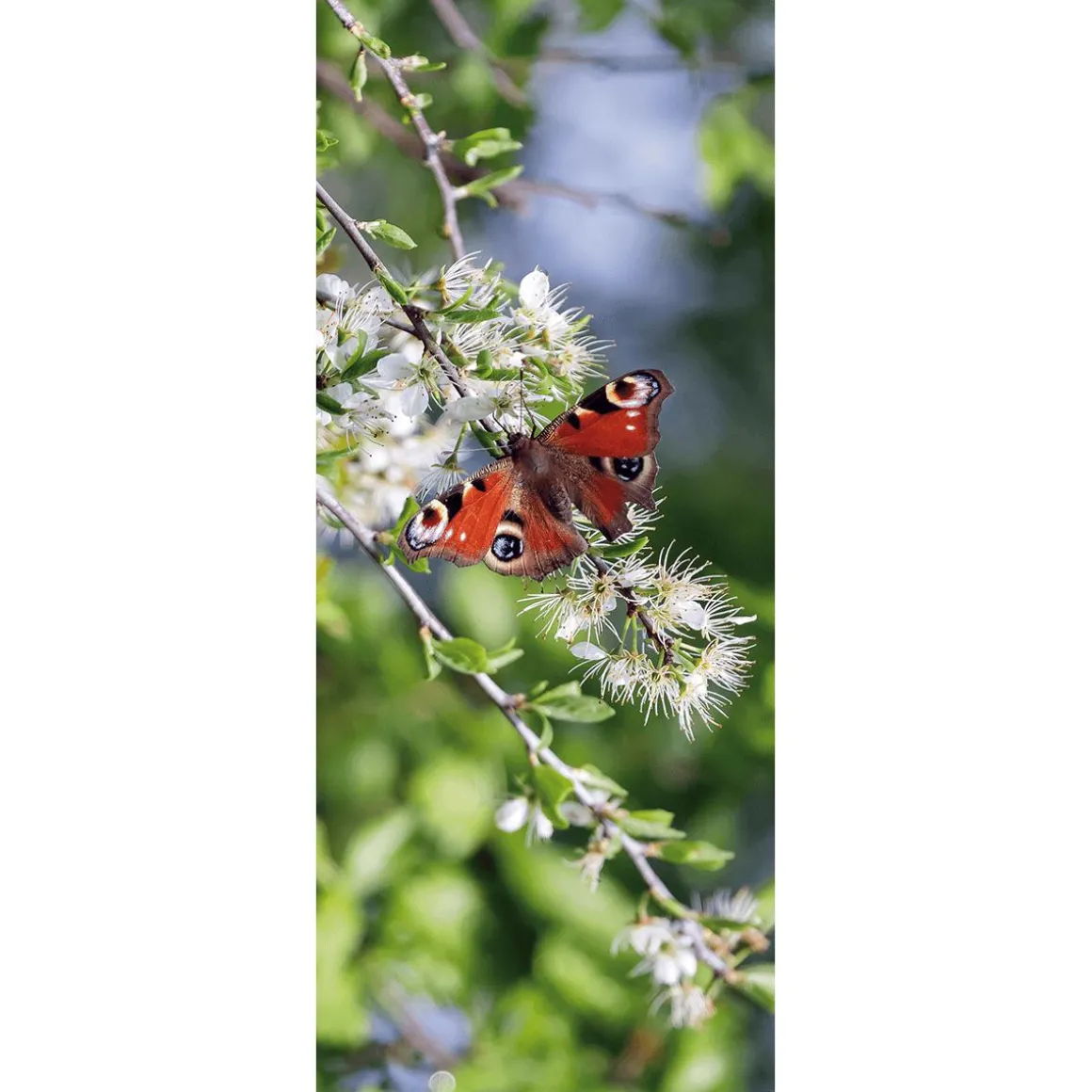 Pancarta De Tela Ignífuga "ojo De Pavo Real Mariposa Roja" De Tela De Bandera 75 X 180 Cm