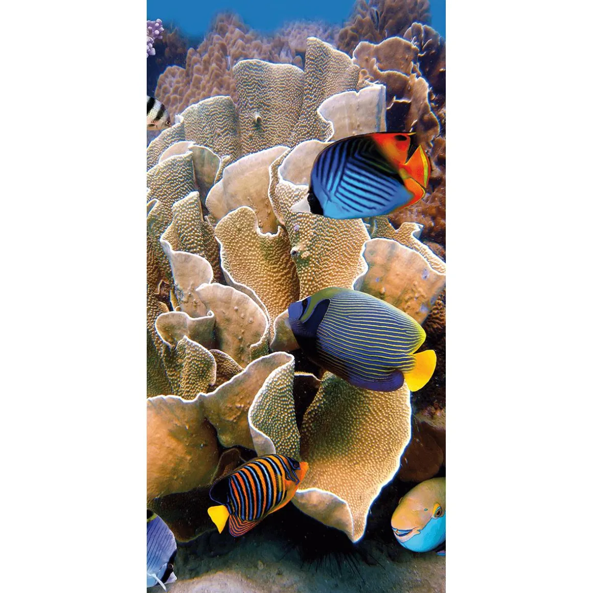 Pancarta De Tela Ignífuga "Arrecife Con Peces De Coral De Colores" De Tela De Bandera 100 X 200 Cm
