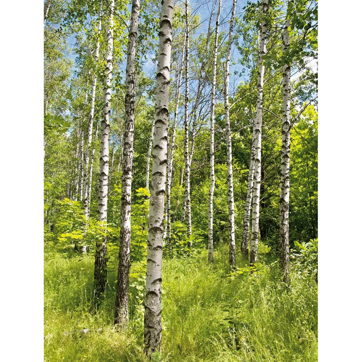 Pancarta De Tela XL "Bosque De Abedules En Primavera" De Tela De Bandera Ignífuga 150 X 200 Cm