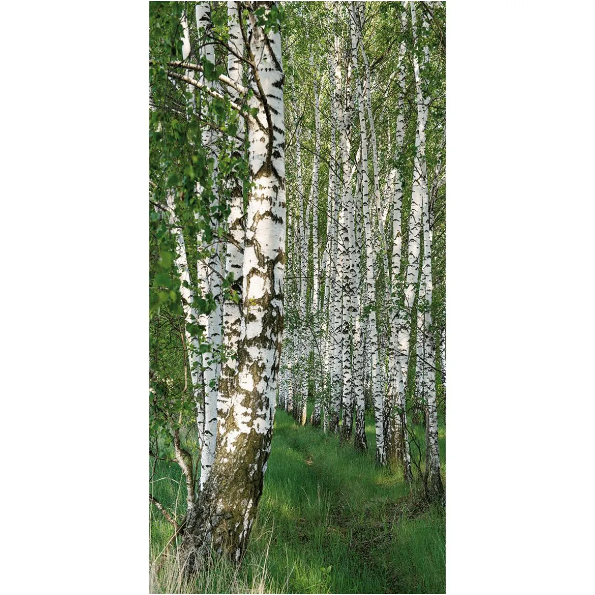 Pancarta Ligera De Fibra Natural "Bosque De Abedules" De Algodón 100 X 200 Cm