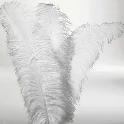 Pluma De Avestruz, Color Blanco