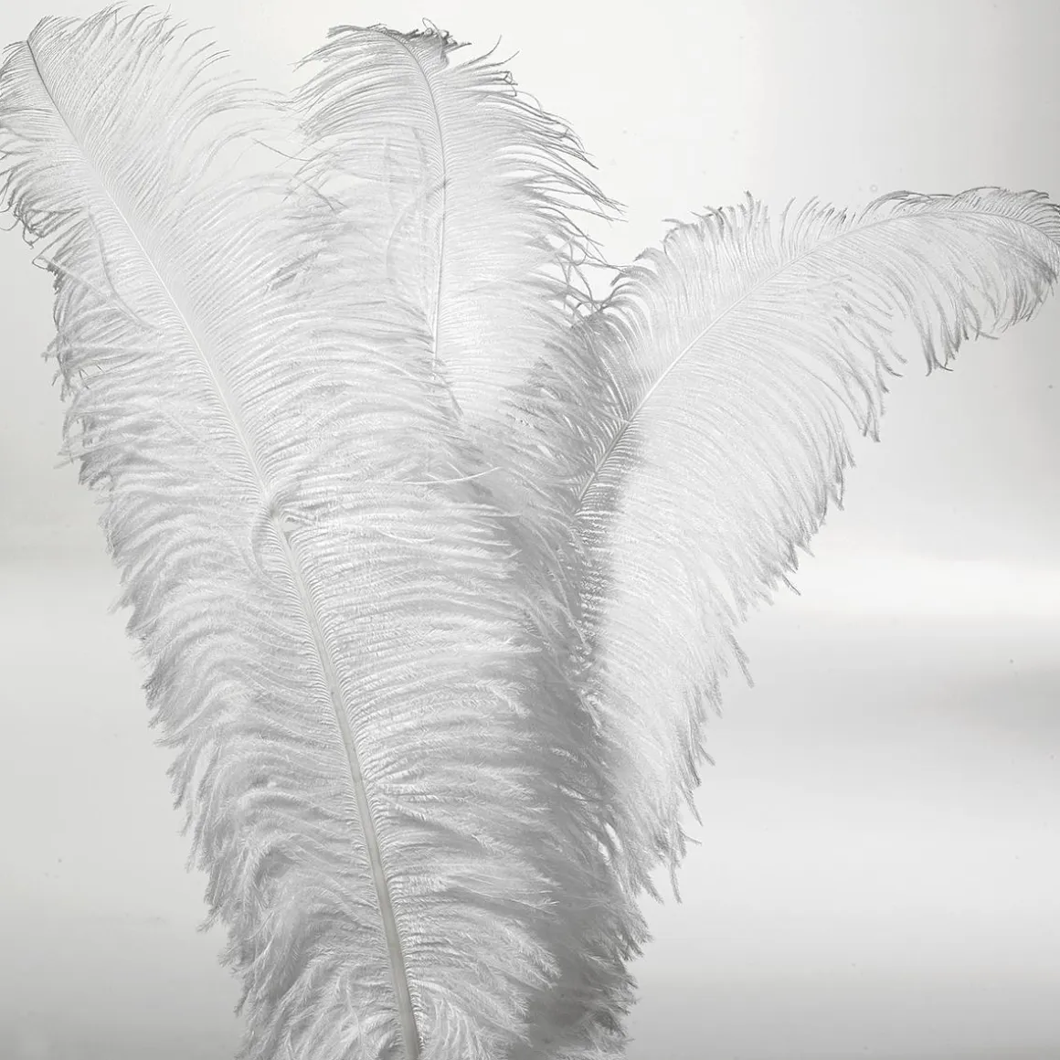 Pluma De Avestruz, Color Blanco