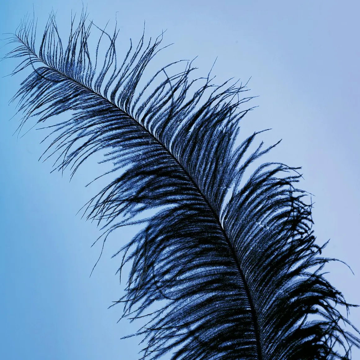 Pluma De Avestruz, Color Negro