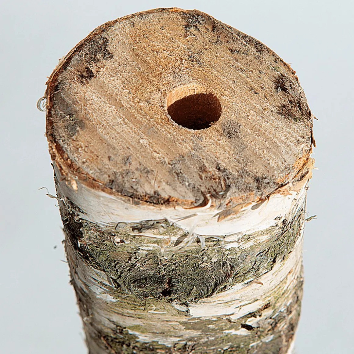 Tronco De Abedul 100 Cm Aprox. 6-10 Cm Ø