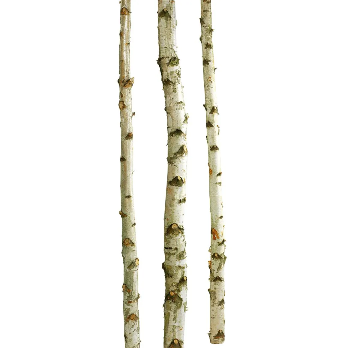 Troncos De Abedul Decorativos, 200 Cm, 3 Piezas